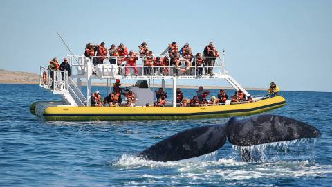The privilege of watching the southern right whale