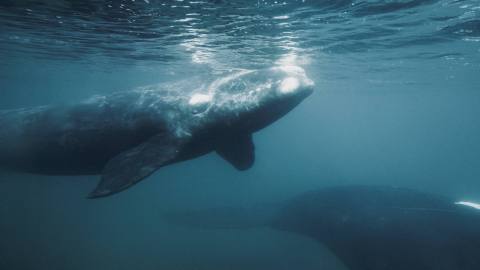 El privilegio de observar a la ballena franca austral