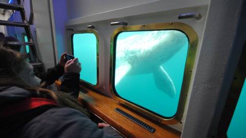 El privilegio de observar a la ballena franca austral