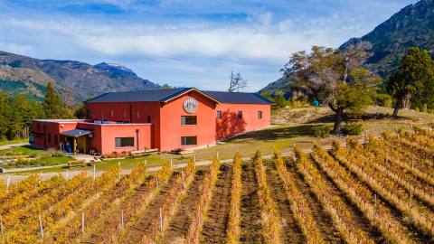 Patagonian Wines: a sensory journey