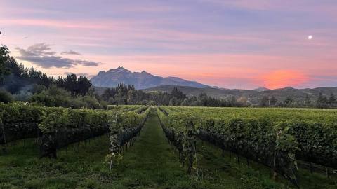 Casa Yagüe, descubriendo los vinos australes