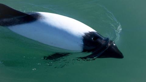Commerson's dolphin watching in Rawson