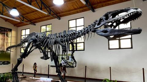 Sobre los dinosaurios en el museo de El Chocn
