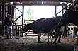 Apacible vida rural en La Junta