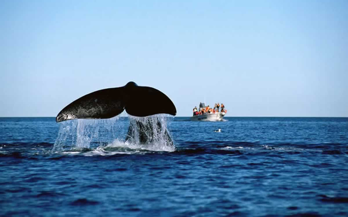Whale Watching in Las Grutas