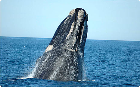 Patagonia whale watching