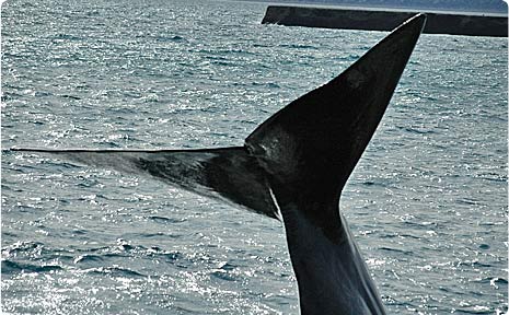 Patagonia whale watching