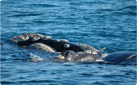 Ballenas en Puerto Madryn