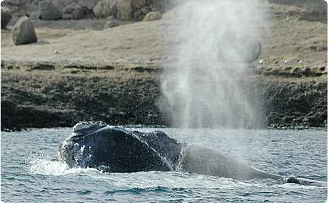 Patagonia whale watching