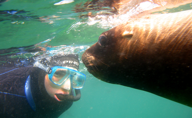Diving with sea mammals