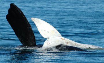 Whales at Puerto Pirámides