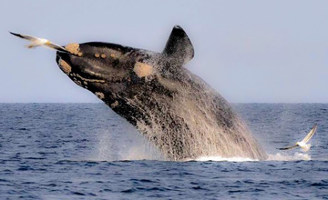 Whales in the Surroundings of Punta Arenas