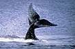 Mistresses of the Ocean