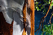 Quetrihu� and Wonderful Myrtle-Tree Forest