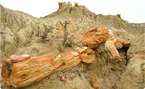 Sarmiento Petrified Forest