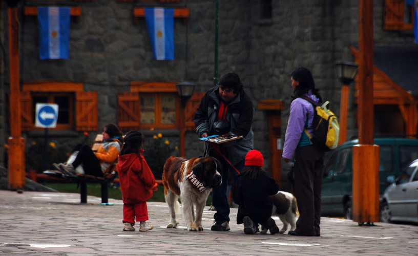 Saint Bernard dogs