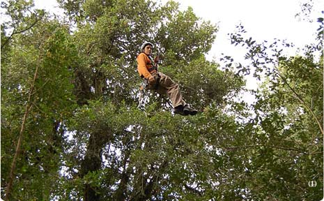 Among the Trees
