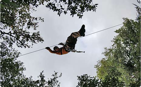 Among the Trees