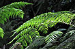 Ancient Native Forest