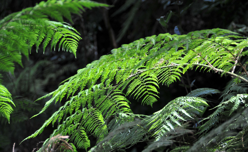 The ferns were sheltered