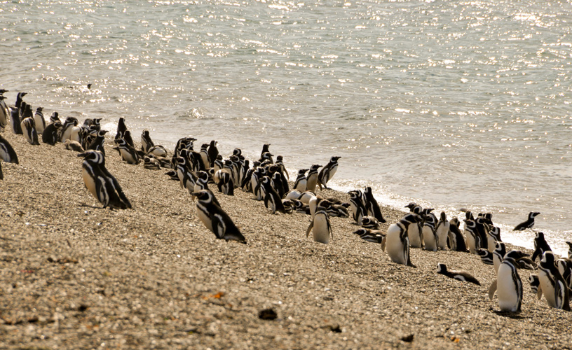 Colony of Magellanic penguins