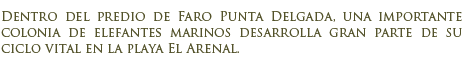 Faro Punta Delgada y colonia de elefantes marinos en la playa El Arenal