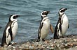 Sea Lion and Penguin Colonies