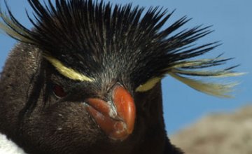 Ecoturismo en la isla Pingüino