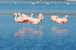 Nimez y sus aves
