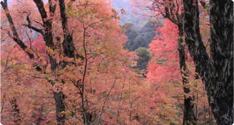 Visita a Lahuen Co en otoño