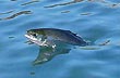 The Salmon Route