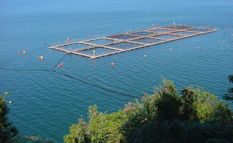The salmon industry
