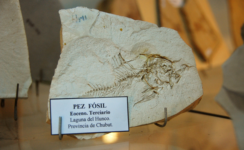 Asociaci�n Paleontol�gica Bariloche Museum