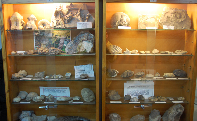 Asociaci�n Paleontol�gica Bariloche Museum