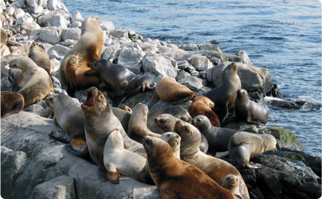 Excursiones por el canal Beagle