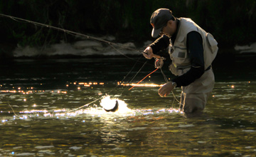 Fishing <i>Chimehuin</i> River