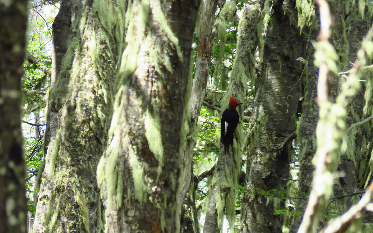 A Magellanic Woodpecker in Andean forest