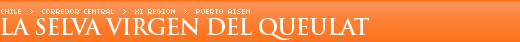 La selva virgen del Queulat