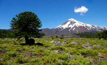 Conguillio, a Volcano-encircled National Park
