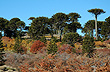 Pehuenia, circuito a pura naturaleza