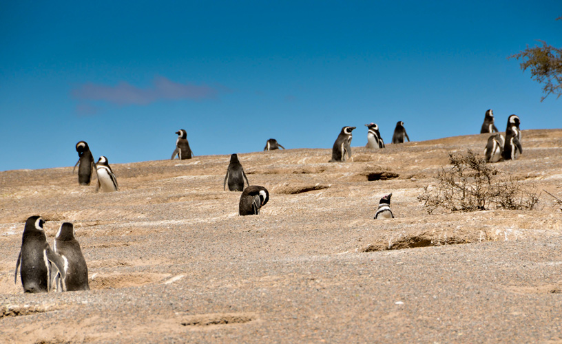 Colonia continental de pingüinos Magallanes.