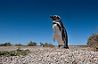 Una playa de pingüinos