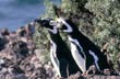 Penguins on the Beach