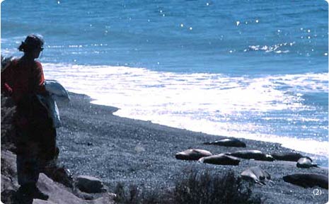 Reserva Provincial Punta Pir�mides