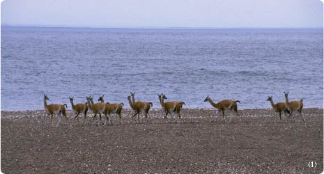Reserva Provincial Punta Pir�mides