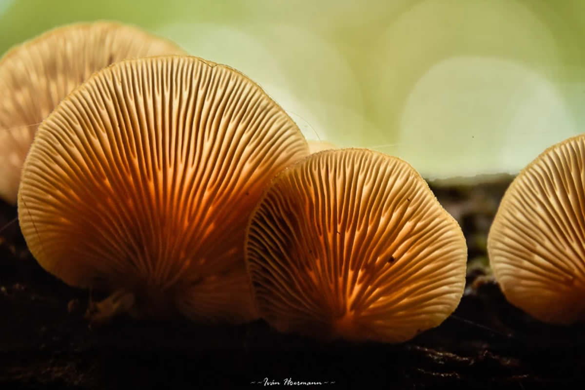 Mushrooms of the autumn forest