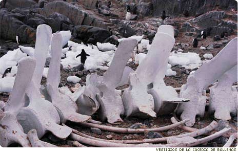 History of the Antartic Treaty