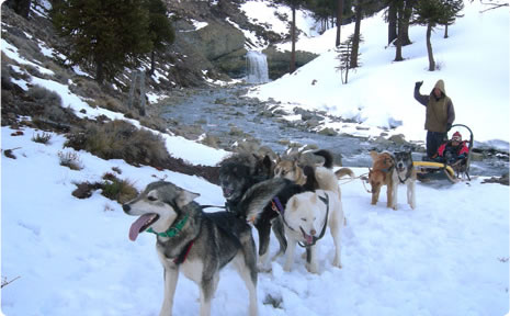 Snow sled pulled by dogs at