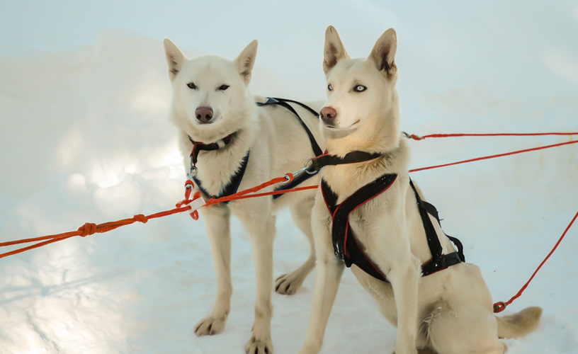 Alaskan and siberian husky dogs.