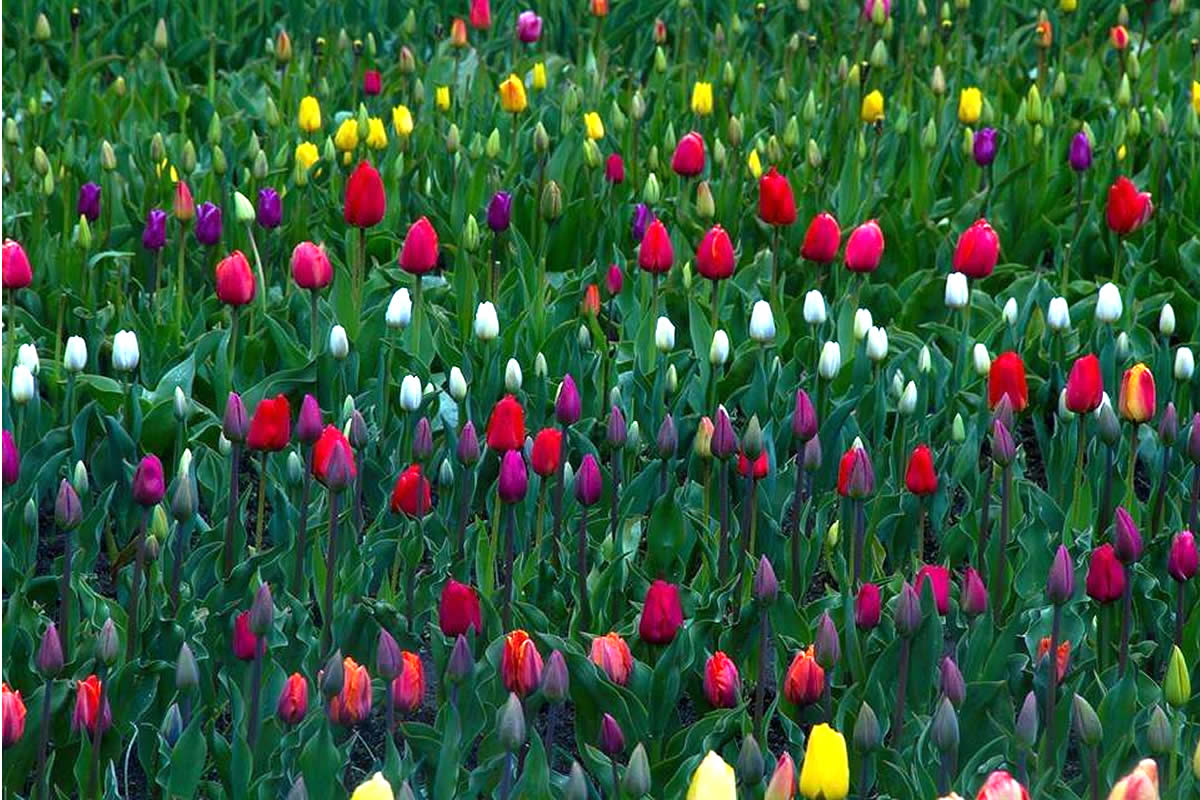 Tulips of the Smekal family on the Danube farm